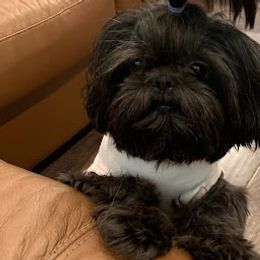 Shih Tzus from richview shihtzu