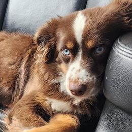 Miniature American Shepherds from Skillet Creek Farm Aussies