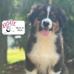 Eloise - Black tri-color female Australian Shepherd puppy in Liberty Hill, Texas from Emerald Isle Australian Shepherds