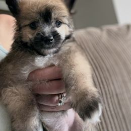Porta-Bella - Cream female Chinese Crested puppy in Dublin, California from Show Style Chinese Cresteds