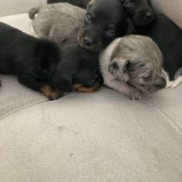 Dachshund Puppies from Dachshund Dad