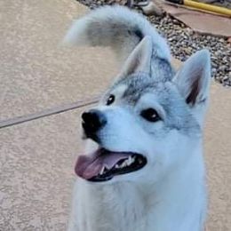 Star - Siberian Husky