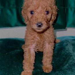 "Olenna - Red Female - May 2022 Game of Thrones Litter" Poodle Puppies from Almighty Poodles
