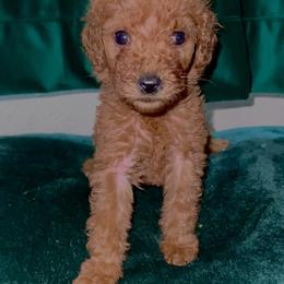"Olenna - Red Female - May 2022 Game of Thrones Litter" Poodle Puppies from Almighty Poodles