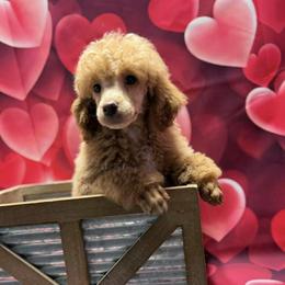 Green Boy - Apricot male Poodle puppy in Edgerton, Wisconsin from ERSA Acres Golden Retrievers...limited registration only offered, AKC Moyen and Miniature Poodles