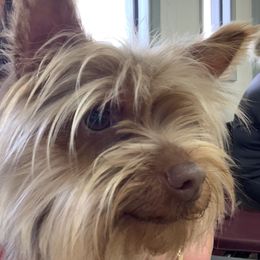Ginger - Yorkshire Terrier