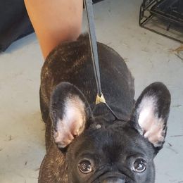 Bichon Frises, Bulldogs, and French Bulldogs from Arralaine Pups