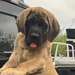 Girl 1 - Fawn female Mastiff puppy in Laredo, Texas from Huereca Mastiff