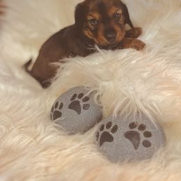 Dachshund Puppies from The Gentle Kennels