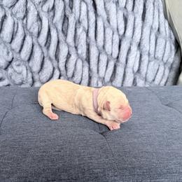 Purple - Cream female Goldendoodle puppy in Mount Pleasant, Utah from Betty's Goldendoodles
