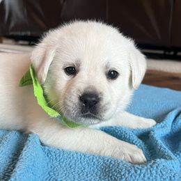 Lacie(neon green collar) - Yellow female Labrador Retriever puppy in Mansfield, Missouri from Leadhill Labs