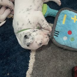 Dalmatian Puppies from New Horizonz Dobermans and Dalmatians