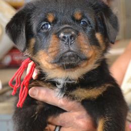 LARGE FEMALE, OUT GOING, GREAT TEMPERAMENT. - Black and mahogany female Rottweiler puppy in Dawson Springs, Kentucky from Lakeview Rottweilers