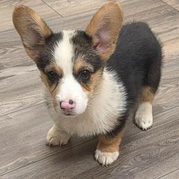 RHT Boy - Black and tan male Pembroke Welsh Corgi puppy in Middleburg, Florida from Mulkeys Little Corgis