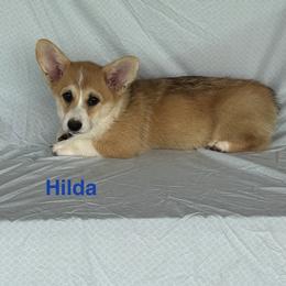 Hilda - Red female Pembroke Welsh Corgi puppy in Creston, Iowa from GSF Pembroke Welsh Corgis
