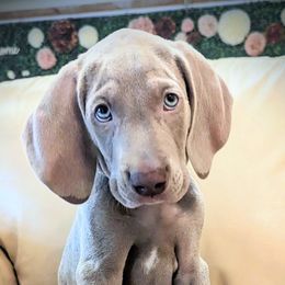 Boy 2 - Silver gray Weimaraner puppy in Jupiter, Florida from Khepri Weimaraners