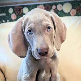 Boy 2 - Silver gray Weimaraner puppy in Jupiter, Florida from Khepri Weimaraners
