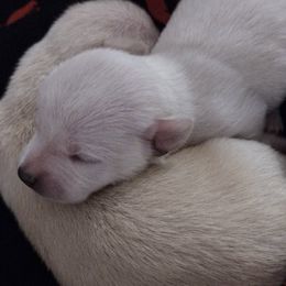 Companion Crosses from Dreamy Chiweenies