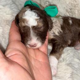 Green - Chocolate merle male Bernedoodle puppy in Curtice, Ohio from The Pink Doghouse