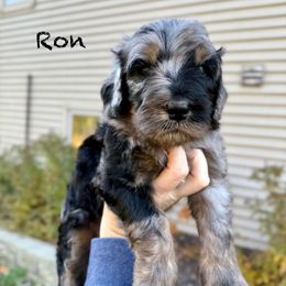 Ron - Merle male Bernedoodle puppy in Midland, Michigan from Northern Charm Farm
