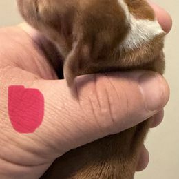 No.6 red piebald - Piebald female Dachshund puppy in Martinsville, Indiana from Witchy Woman’s Wiener’s