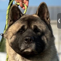 Damon - Akita
