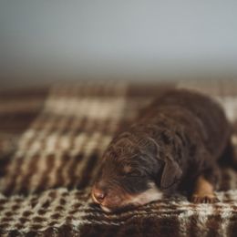 Linen - Brown male Bernedoodle puppy in Caldwell, Idaho from Boise Doodle Co.