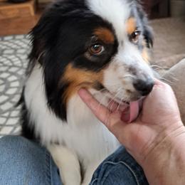 Kindle - Miniature American Shepherd