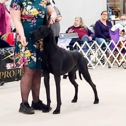 Great Danes from Giants and Munchkins