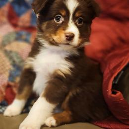 Red tri girl - Red tri female Miniature Australian Shepherd puppy in Hampton, Tennessee from TC Farms Stock Dogs - Miniature Australian Shepherds