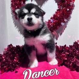 Dancer - Seal and white female Alaskan Malamute puppy in Giddings, Texas from Strong Water Malamutes