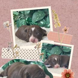 Duke - Red tri-color male Australian Shepherd puppy in Marshall, Virginia from Greywood Farm Aussies