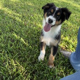 Boy 4 - male Australian Shepherd puppy in Livingston, Texas from Southern Lane Aussies