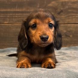 Dolly - Red female Dachshund puppy in Dothan, Alabama from Little House Pups