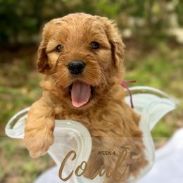 Ms. Coral - Red  female Goldendoodle puppy in Pensacola, Florida from Ruby Pupper Doodles