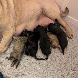 Chinese Crested and Pug Puppies from Charming Cresteds Kennel