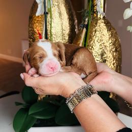 Red - Red  male Goldendoodle puppy in Miami, Florida from GoldStar Doodles USA