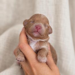Oakley - Cream male Goldendoodle puppy in Millville, California from Hope Lane Kennels