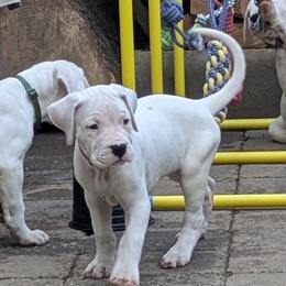 Rahab - White female Dogo Argentino puppy in Morgan Hill, Pennsylvania from De la Fuerza De Dios