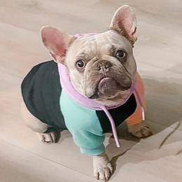Chai - French Bulldog