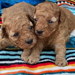 Cavachons, Cavalier King Charles Spaniels, Cavapoos, and Poodles from Tinkerpups