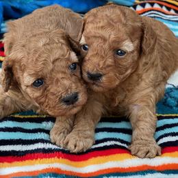 Cavachons, Cavalier King Charles Spaniels, Cavapoos, and Poodles from Tinkerpups