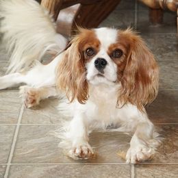 Lacie - Cavalier King Charles Spaniel