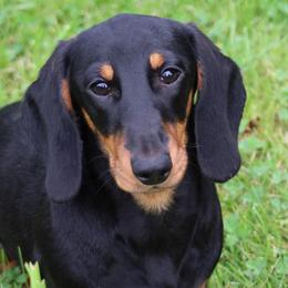 Colt - Dachshund