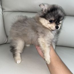 Pomeranian Puppies from Furever Blessed
