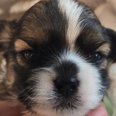 Teal Collar-Tilly - Brown and white female Shichon puppy in Upland, California from IDREAMOFPUPPIES