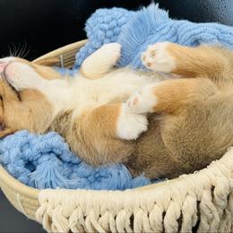 Male 1 - Red male Pembroke Welsh Corgi puppy in Hale, Michigan from All Hale Corgis