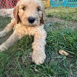 Curly - Chocolate female Goldendoodle puppy in Louisburg, North Carolina from Lakes Golden Doodles