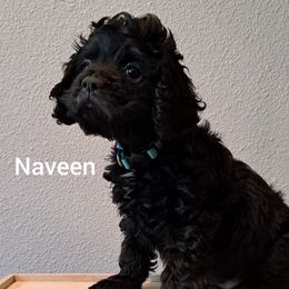 Cocker Spaniel Puppies from East Texas American Cocker Spaniels