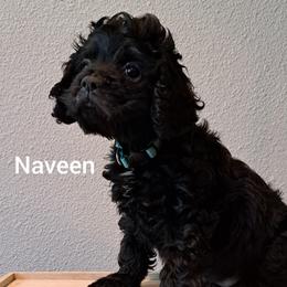Cocker Spaniel Puppies from East Texas American Cocker Spaniels